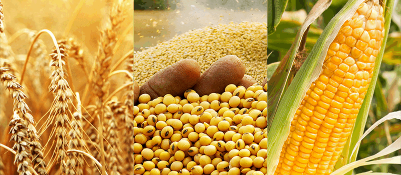 Arabian-Commodities_Banners_Agri-400x267